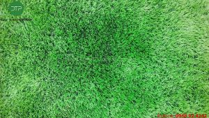 Bảo dưỡng cỏ nhân tạo đại thịnh phát conhantaofifa.com.vn